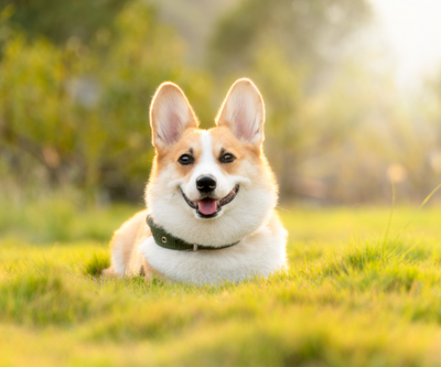 5 Simple Ways to Make Your Dog’s Routine More Eco-Friendly