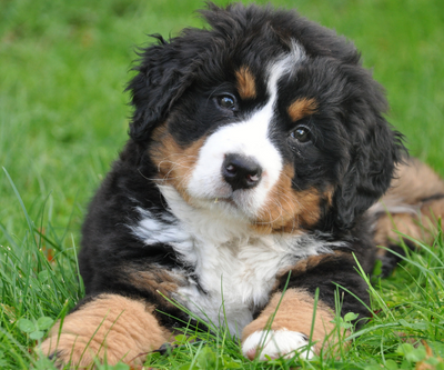 Eco-Friendly Chew Toys Your Dog Will Actually Love
