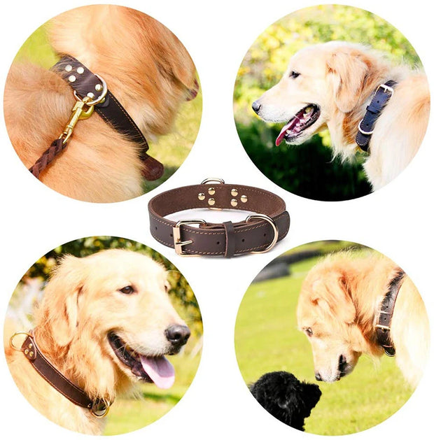 TerraLeash™ Genuine Leather Dog Collar
