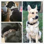 TerraLeash™ Genuine Leather Dog Collar