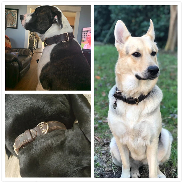 TerraLeash™ Genuine Leather Dog Collar